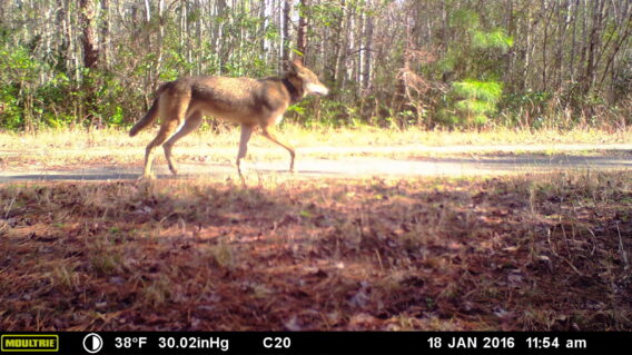 Red Wolves - Wildlands Network