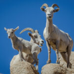 Three endangered Peninsular bighorn sheep — one adult ram with curved horns and two younger sheep — stand on a boulder against a clear blue sky in the Jacumba Wilderness along the California-Mexico border.